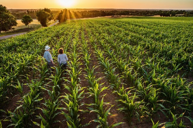 Zwei Personen gehen bei Sonnenuntergang zwischen den Reihen eines landwirtschaftlichen Feldes.