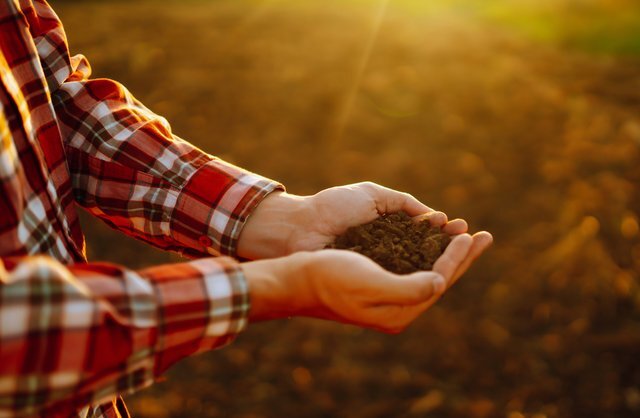 Hände halten Erde auf einem landwirtschaftlichen Feld im warmen Sonnenlicht.